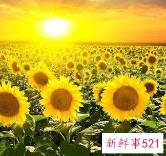 寓意好运的微信头像