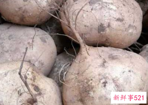 豆薯的养护知识