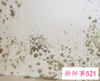 下雨家里发霉怎么办