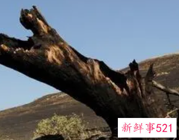 梦见树被烧黑了是什么征兆