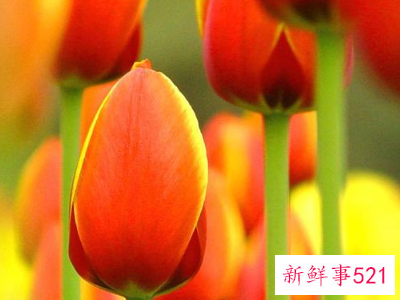 12星座守护花以及花语