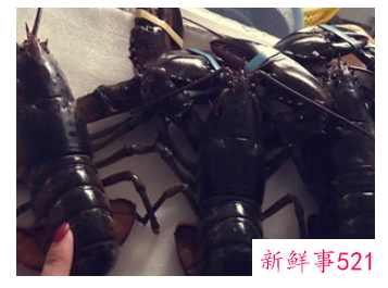 蒜蓉大龙虾的家常做法