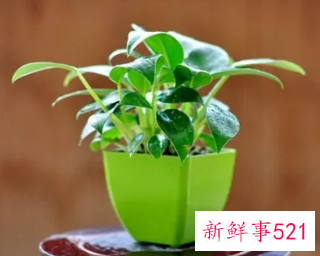 金钻烂根的解决方法