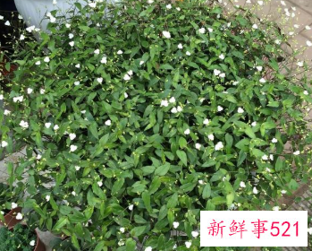 千叶吊兰开花吗