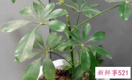 鸭脚木的扦插方法