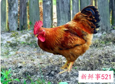 梦见鸡啄米是什么意思