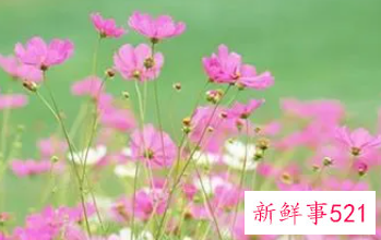 十二星座的守护花和花语