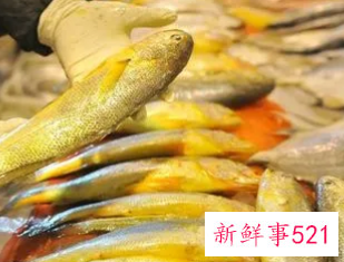 野生黄鱼怎么保存更新鲜