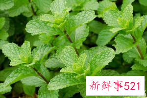 用植物驱赶蚊虫有驱蚊虫效果的植物