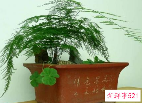 冬天文竹怎么养才能更旺盛