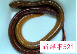 正宗清炖鳝鱼的做法