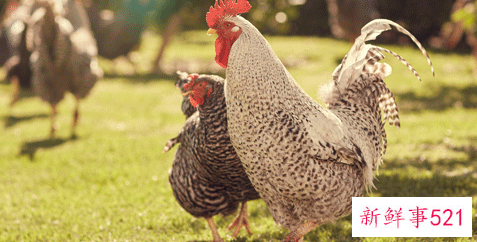 属鸡的吉祥数字