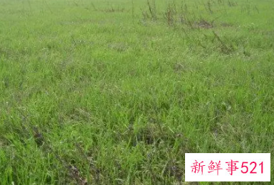 梦见很多青草是什么意思