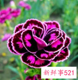 康乃馨的象征和花语