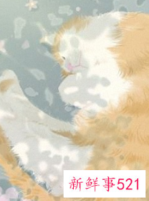 吸金聚财的宠物名字