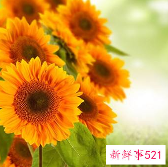 寓意好运的微信头像