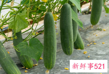 黄瓜的特点和作用