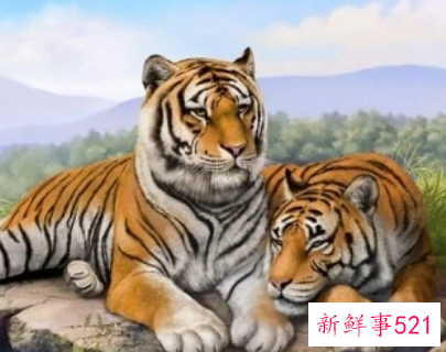 为什么不能找属虎的男人