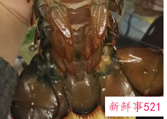 蒜蓉大龙虾的家常做法