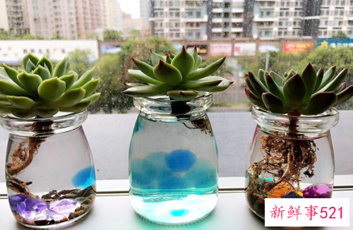 多肉烂根了怎么办