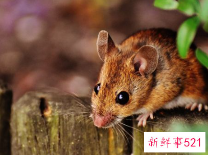 梦见室内有老鼠是什么意思