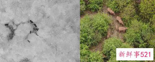 云南离群独象与象群距离增至10公里