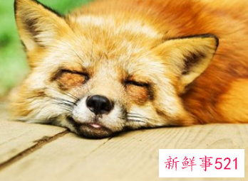 梦见动物死亡代表什么