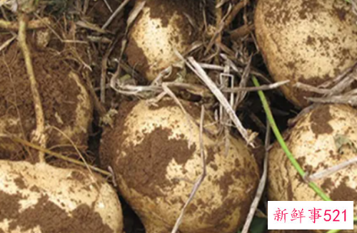 豆薯的养护知识