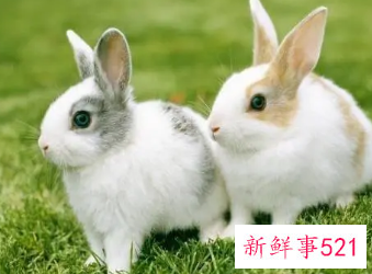 属兔男和属蛇女相配吗