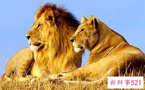 狮子男回心转意的迹象