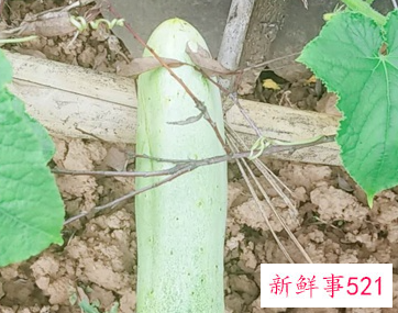 青皮黄瓜的功效与作用