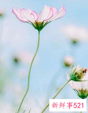 寓意好运的微信头像