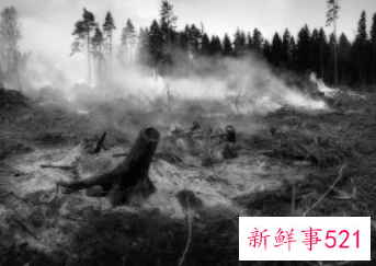 梦见树被烧黑了是什么征兆