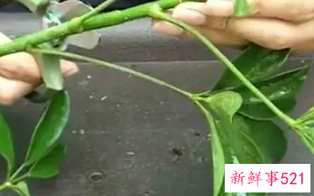 鸭脚木的扦插方法