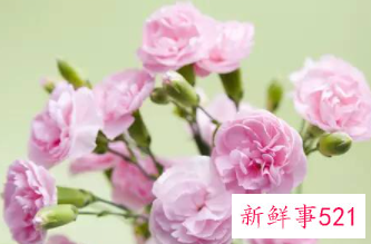 康乃馨的象征和花语