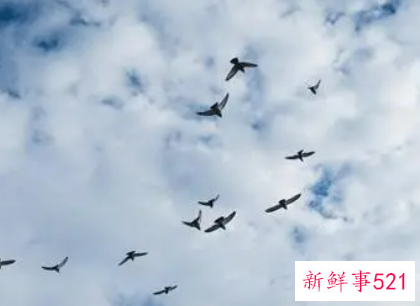 梦见天空好多大鸟在飞