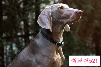 威玛猎犬牙齿怎么洗