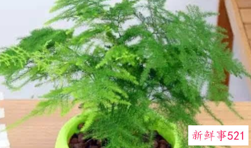 提高植株周围的空气湿度有哪些办法