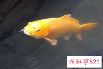 梦到鱼和钱是什么征兆