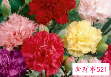 康乃馨的象征和花语