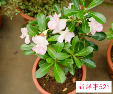 沙漠玫瑰用什么土栽培