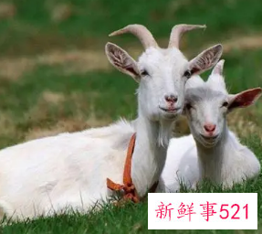 2023年属羊的人运势如何