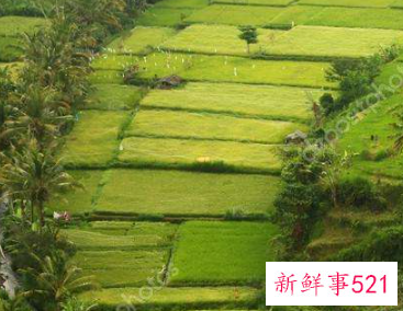 梦见稻田好不好