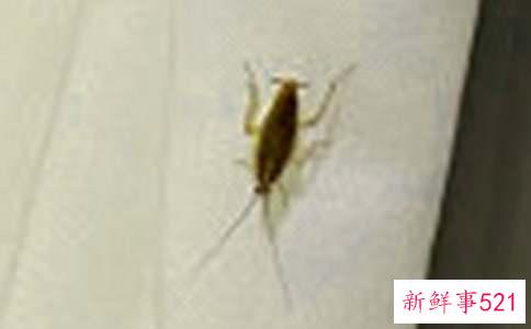 怎么有效除蟑螂