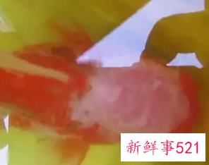 在家中如何养好金鱼