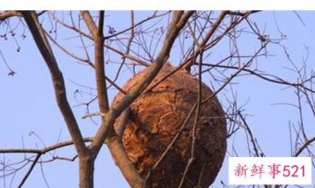 梦见巢穴是什么意思