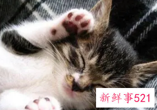 梦见给猫上药猫咪恨主人