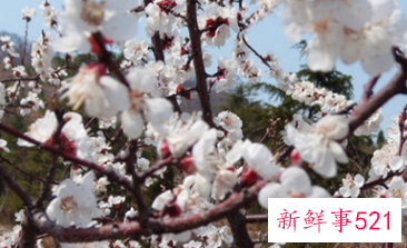 梦见开满花的树是什么意思