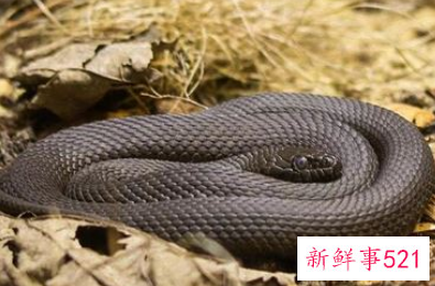 中年女人梦见蛇是什么意思