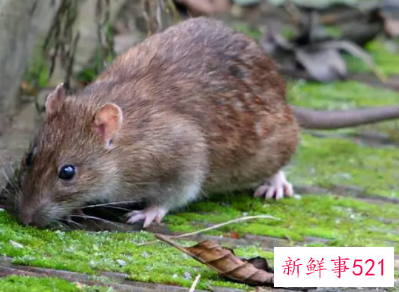 梦见室内有老鼠是什么意思